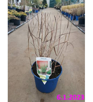 Panicum virg. 'Shenandoah' C 2 L